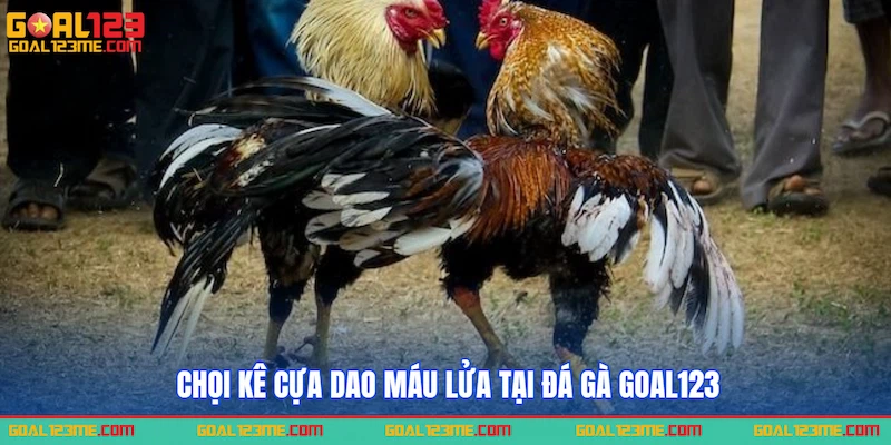 Chọi kê cựa dao máu lửa tại Đá gà GOAL123